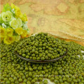 2012 new crop small green mung bean,Hebei origin